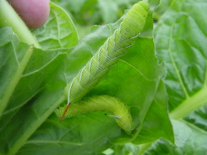 Cover photo for Identifying Hornworms