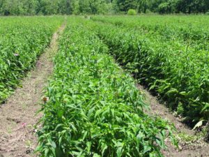 Cover photo for Medicinal Herb Buyers Looking for Experienced Farmers
