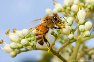 Female honey bee collecting pollen