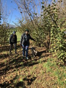 Hunting for truffles with a truffle dog