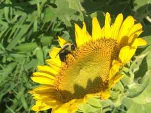 bee on a sunflower