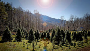 Christmas tree farm with mountain in background