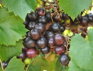 ison black muscadines on a vine