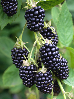 natchez blackberries on the plant