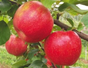 Cover photo for Tree Fruit Seminar