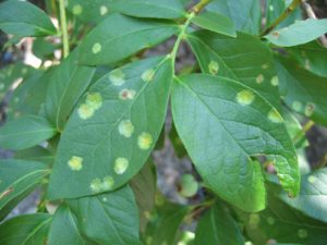 Cover photo for Exobasidium Leaf and Fruit Spot