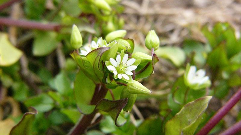 Close-up of chickweed
