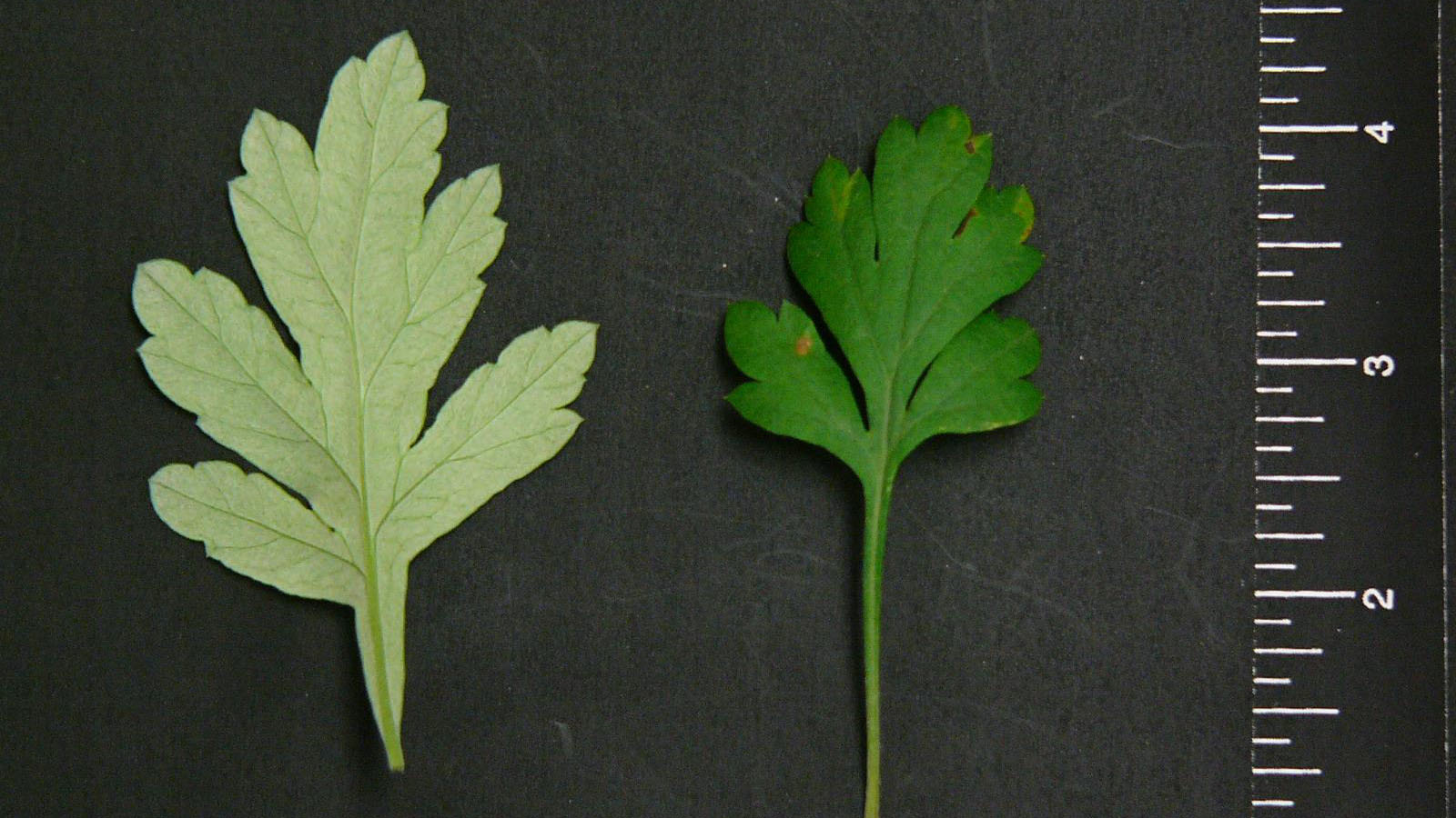 Mugwort leaves 