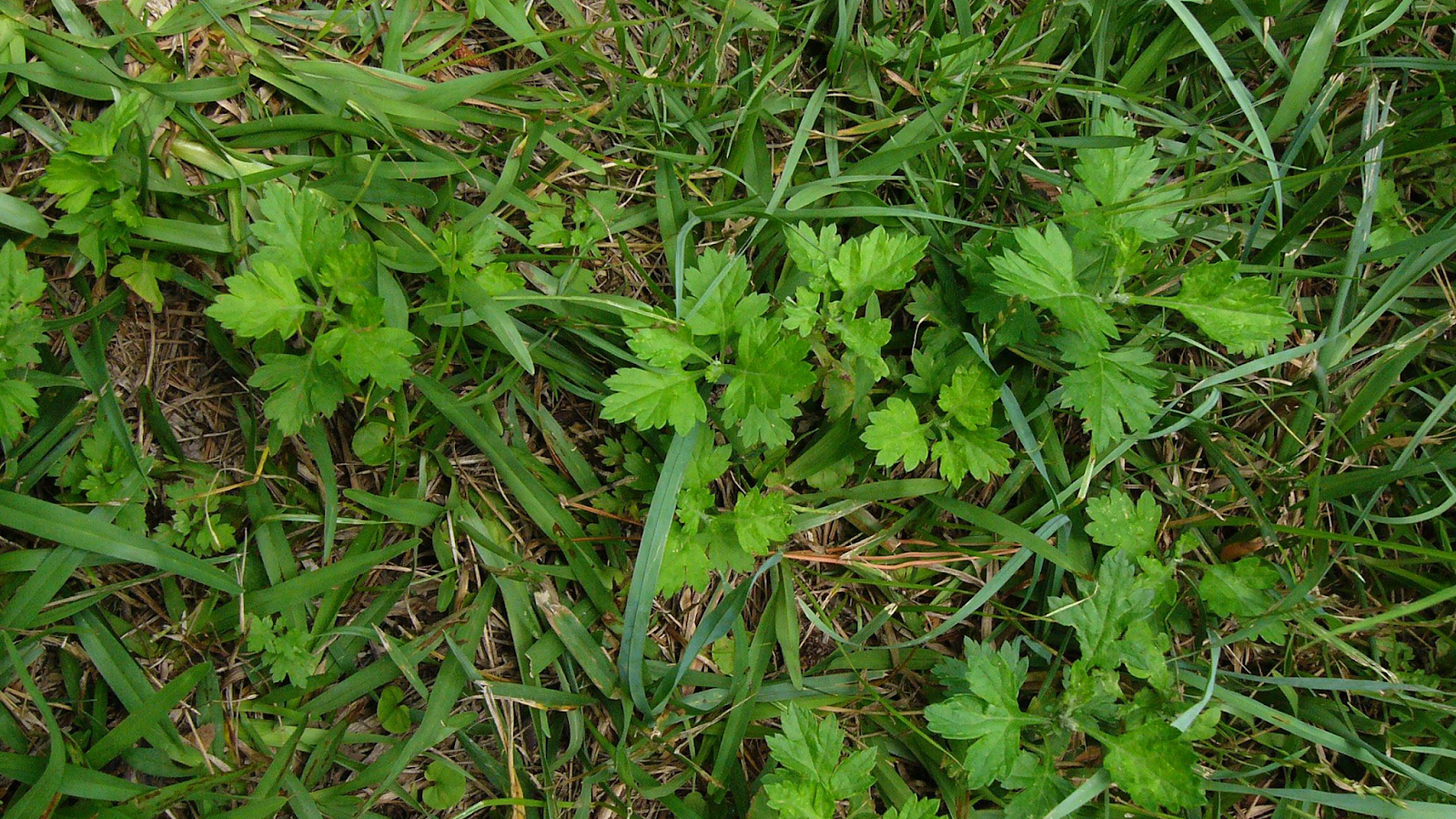 Mugwort leaves in grass