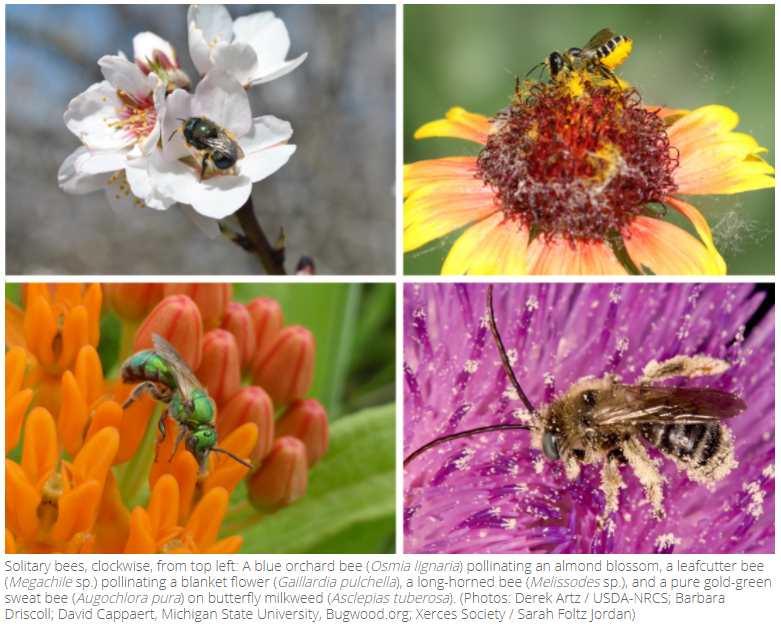 Pollinator plants