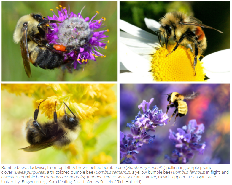 Bees on flowers