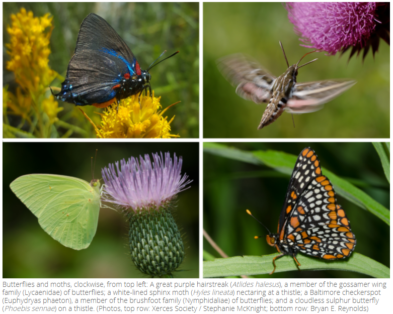 Butterflies and moths