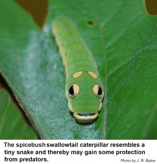 image of spicebush swallowtail caterpillar