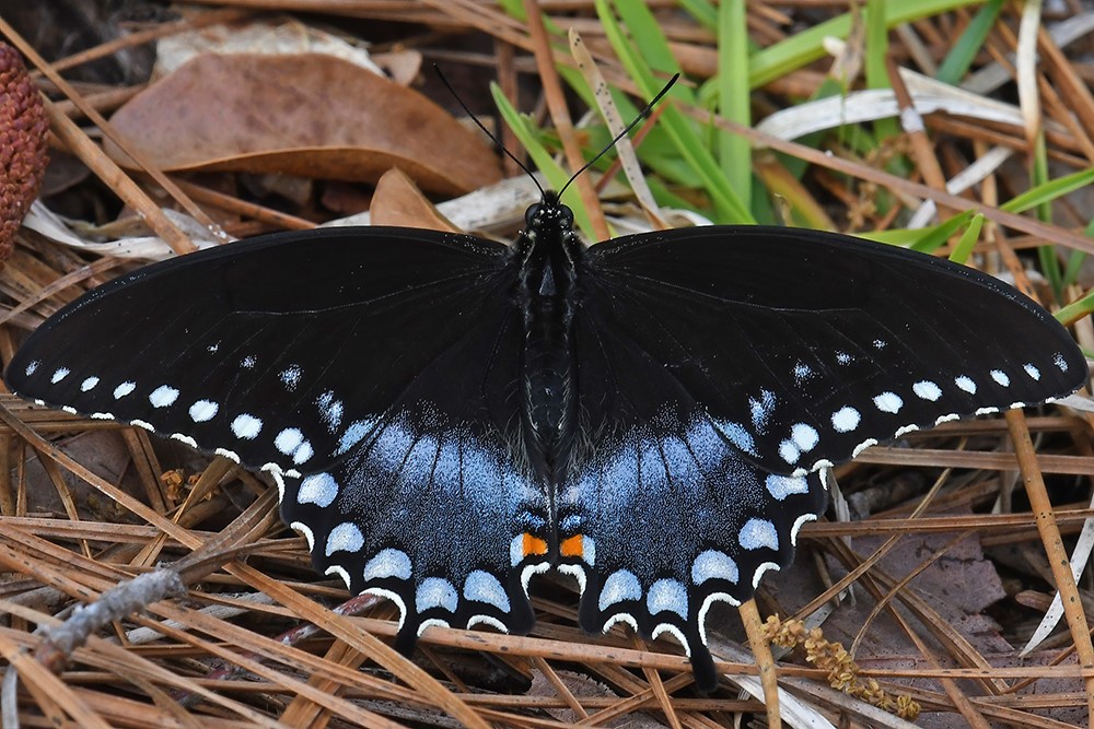 image of spicebush-swallowtail 