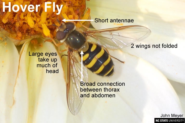 Hover fly