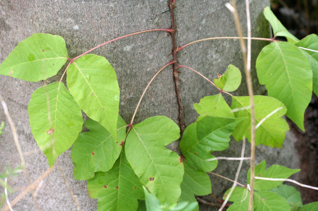 Poison Ivy vs. Virginia Creeper  Mississippi State University Extension  Service