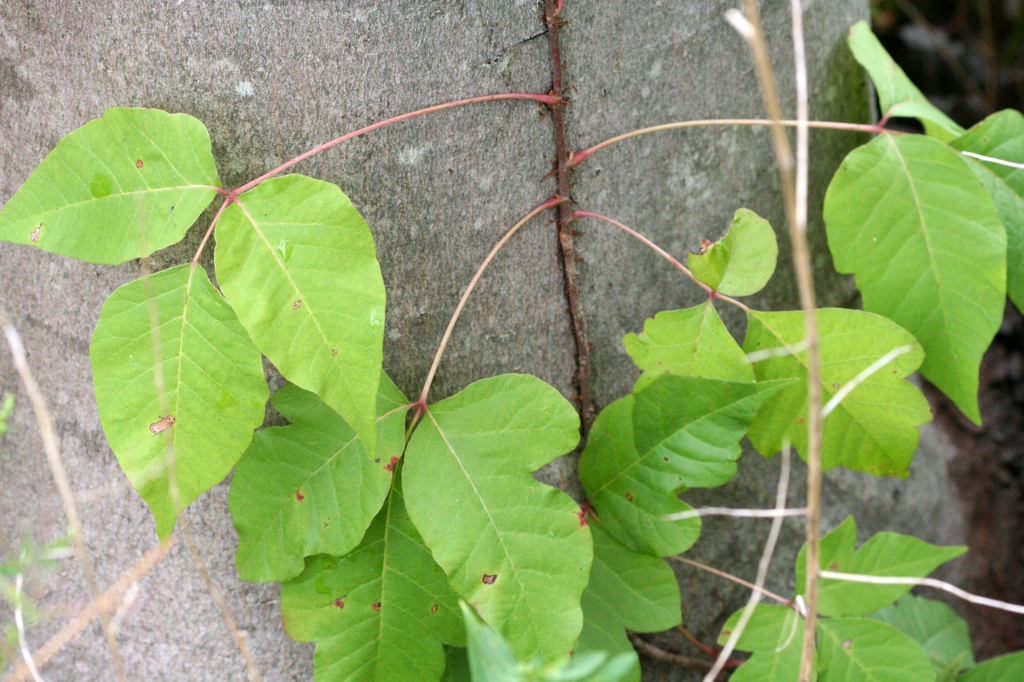 image of poison ivy