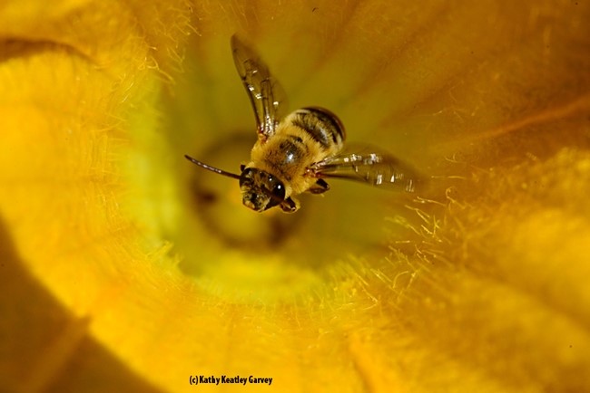 Close up of bee