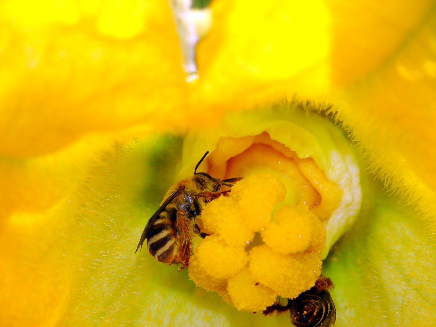image of squash bee