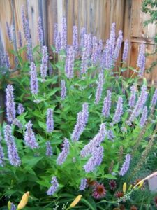 image of hyssop