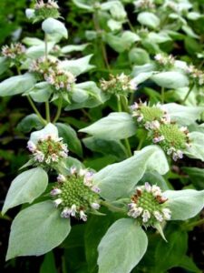 image of mountain mint