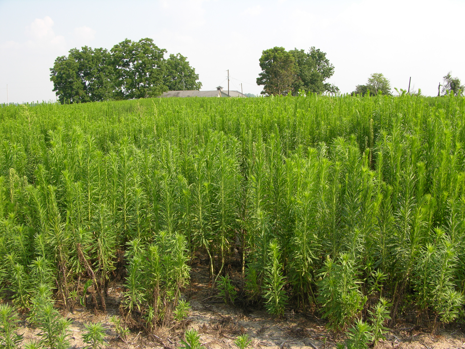 images of tall weeds