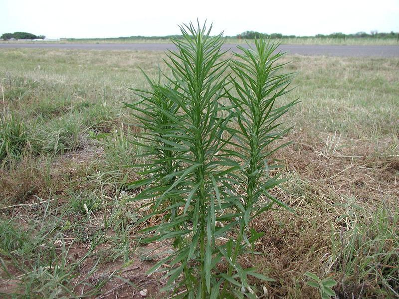 image of tall weed