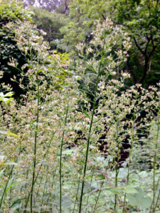 image of tall weed