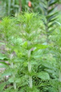 image of tall weed