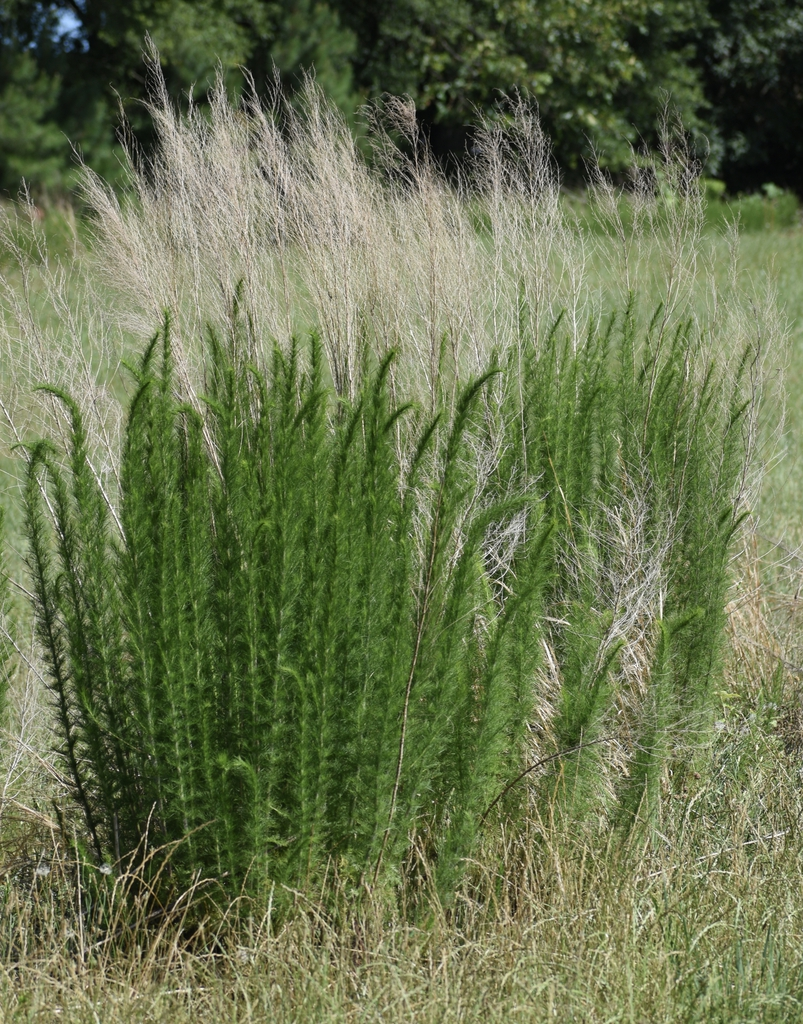 Weed Of The Week N C Cooperative Extension