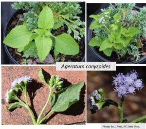 four photos, seedling and blue flowers