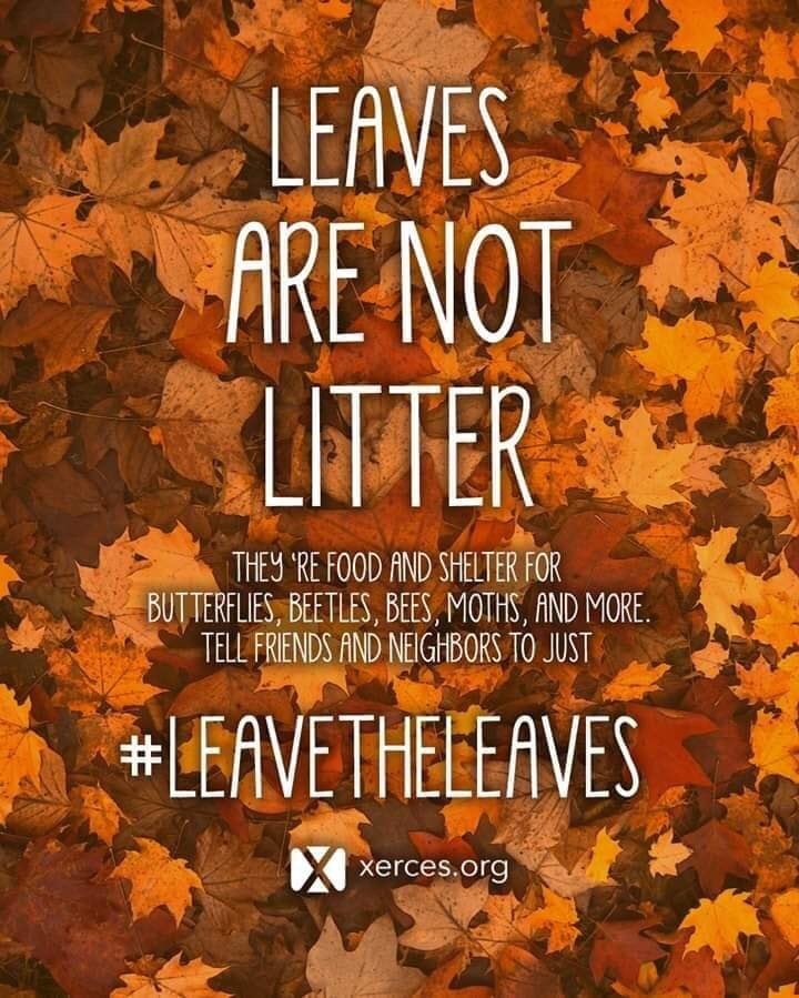 leaves are not litter image