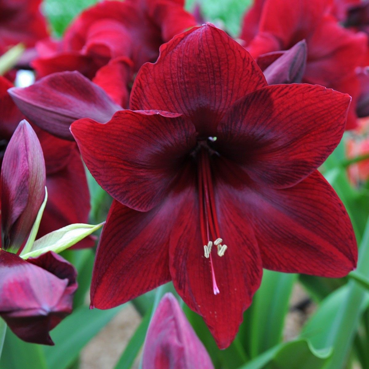 image of a red pearl Amaryllis