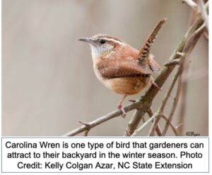 Carolina wren on a tree limb