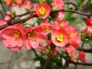 image of flowering quince