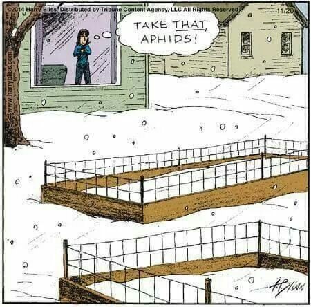 cartoon of snow covered grown and homeowner saying take that aphids.