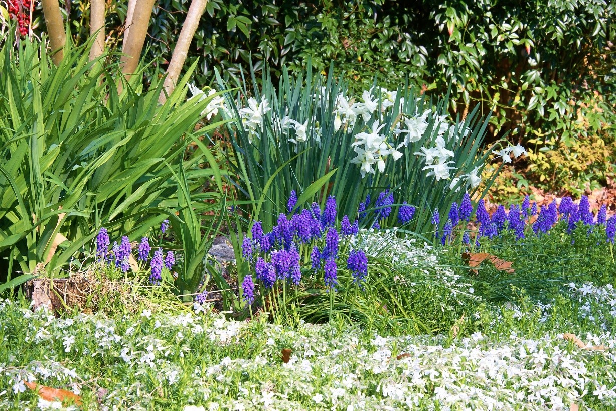 image of a flower garden