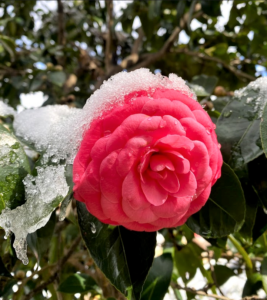 image of a camellia