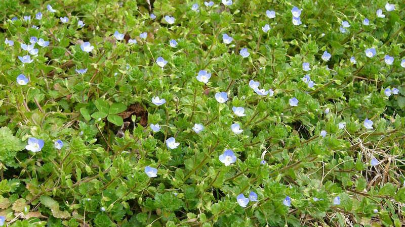 image of Persian speedwell