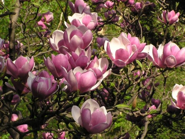 image of Saucer Magnolia