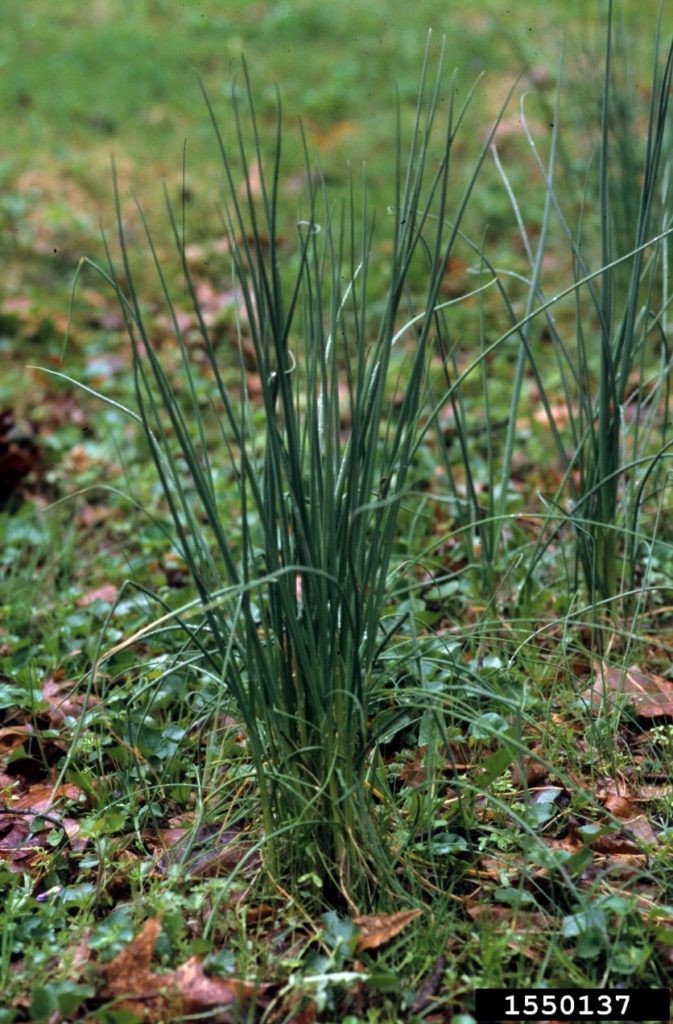image of wild onion weed