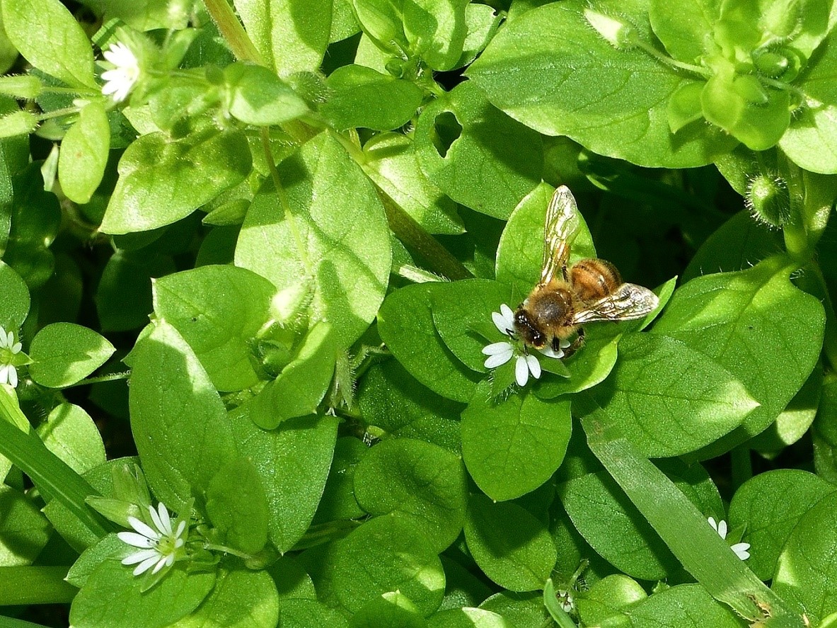 image of a bee on chickweed