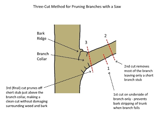 image of where to cut when pruning crape myrtles