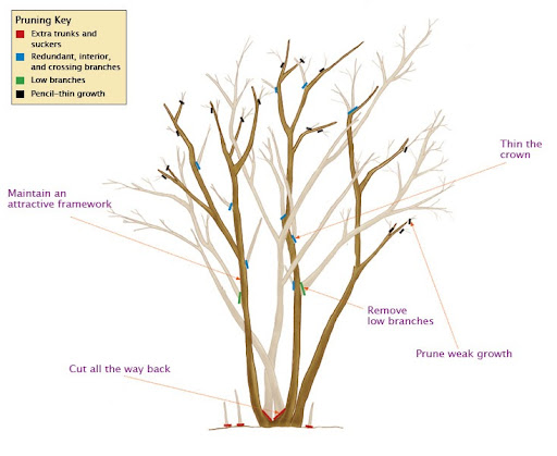 image of how to prune bushes