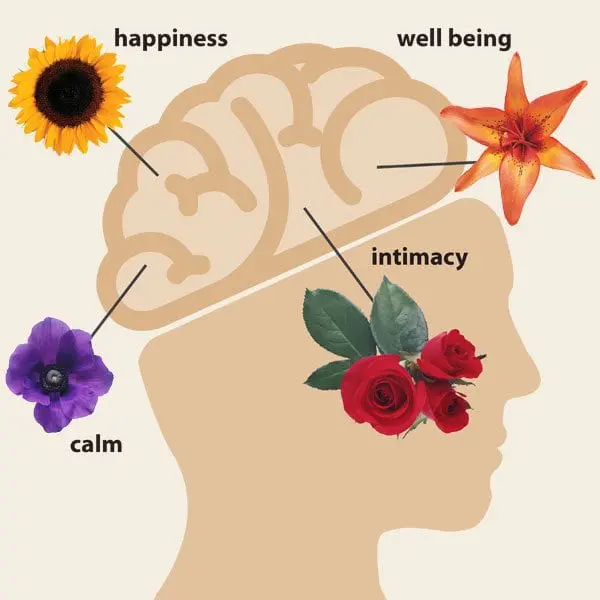image to show how flowers affect the brain