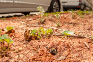 Cover photo for It's the Season for Busy Ground-Nesting Bees!