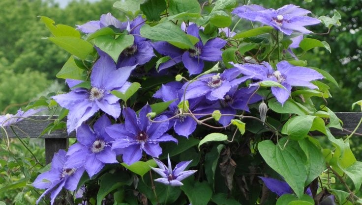 image of a clematis