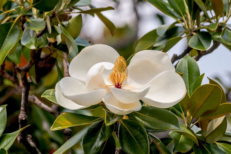 image of a Southern magnolia