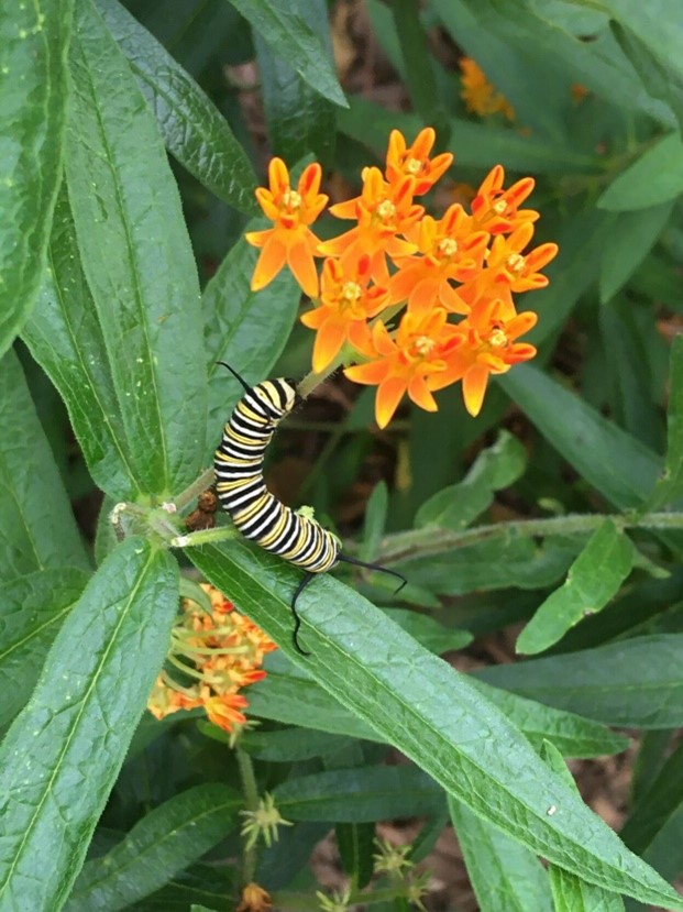 image of a butterfly weed with a monarch caterpillar