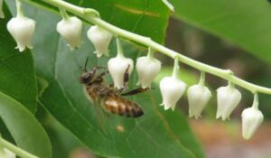 image of honeybee on sourwood